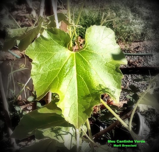 Folha QUIABO-DE-METRO - ( Trichosanthes cucumerina )