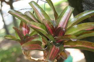 neoregelia iris