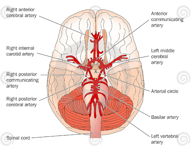 Brain Vasculature