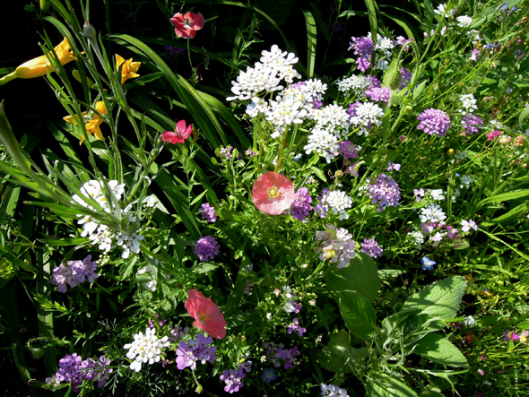 botanical interest made in the shade