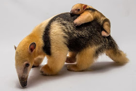 Funny animals of the week - 28 February 2014 (40 pics), baby anteater rides on mommy's back