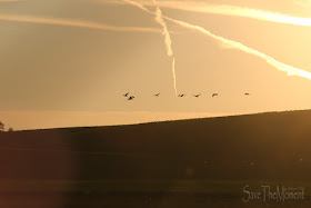 Gänse am Abendhimmel