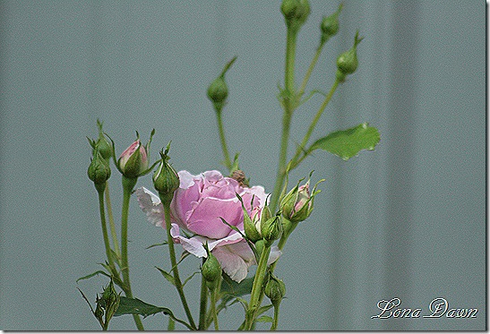 Rose_Lavender_Simplicity