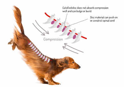 coluna de cães