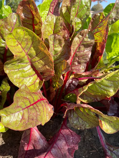 Red chard plants growing in a garden.