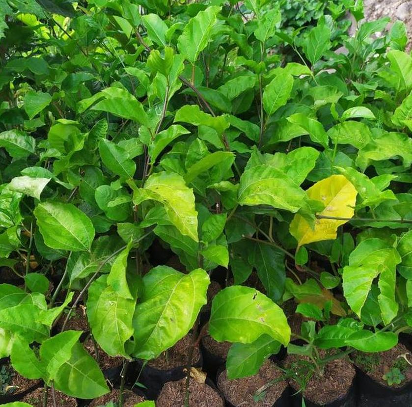jual bibit buah markisa ungu tanaman fuull mudah tumbuh Banten