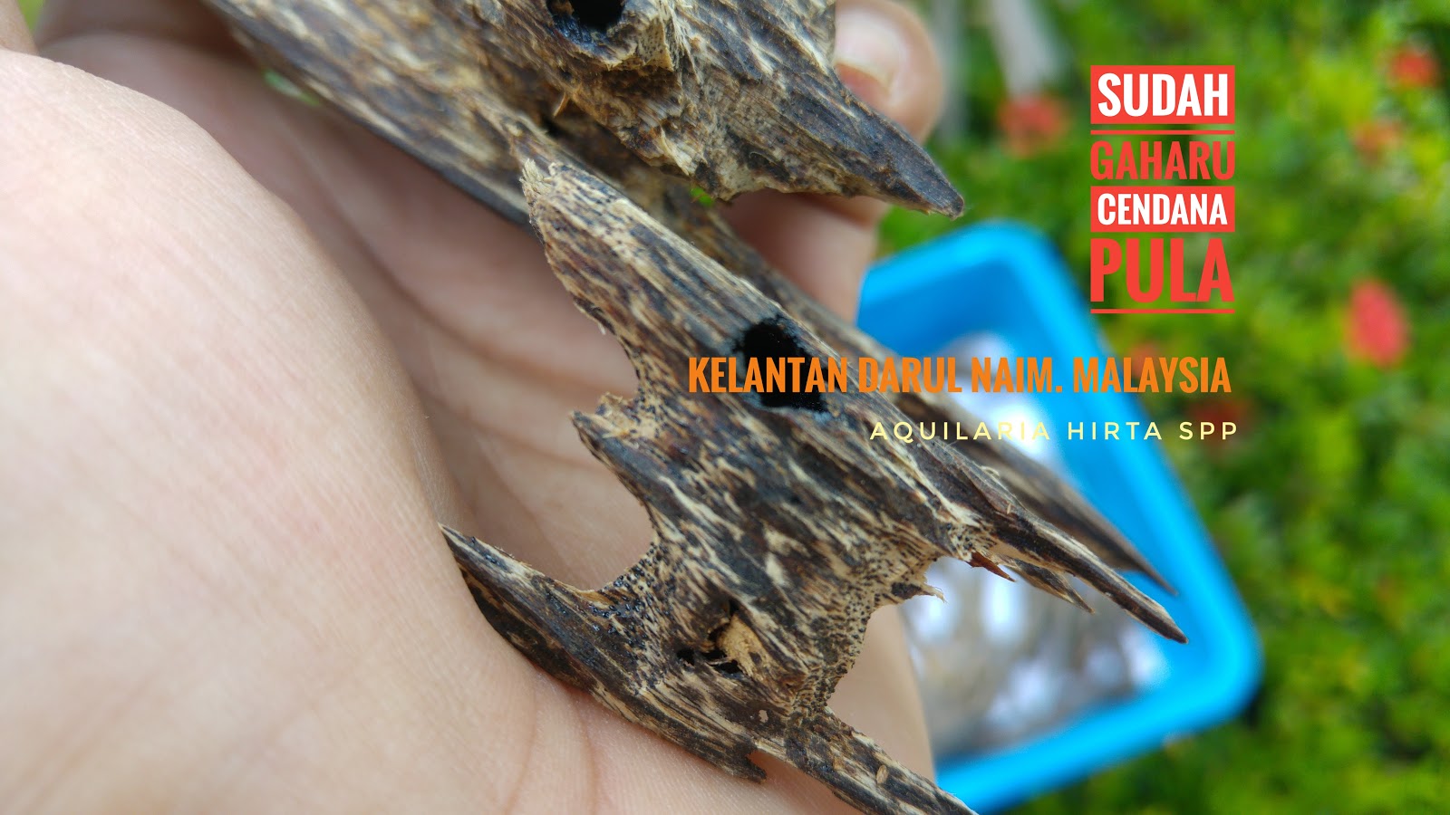 Agarwood For Life: Gaharu - Sebagai ubat bagi berbagai 