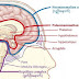 ဧရာ(မန္တလေး) - ဖွတ်ဦးနှောက်, သိုးဦးနှောက်နဲ့ လူ့ဦးနှောက် အကြောင်း