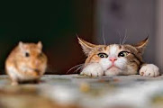The photo shows a sly cat closely watching a mouse sitting on a table. The cat seems focused and ready to pounce, while the mouse seems oblivious to the danger.
