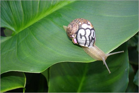 snail gaffiti 03