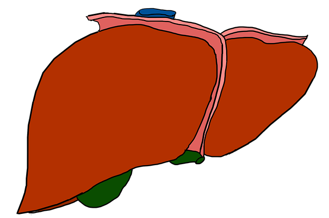 liver transplant cost with insurance