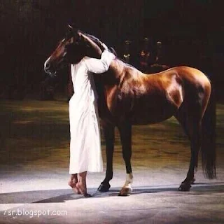 صور حصان , صور خيول عربية أصيلة , صور خيل