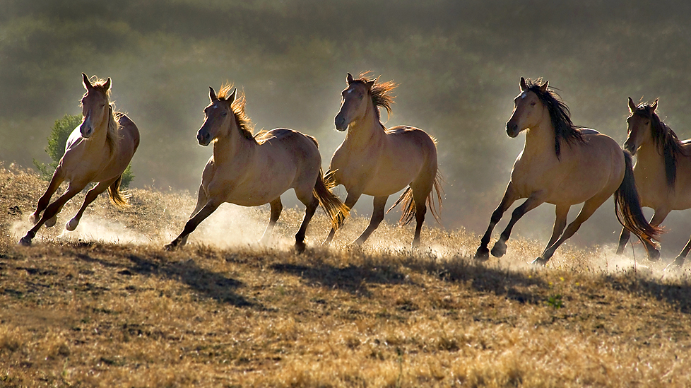 The Beautiful Horse Wallpapers Choice all about photo