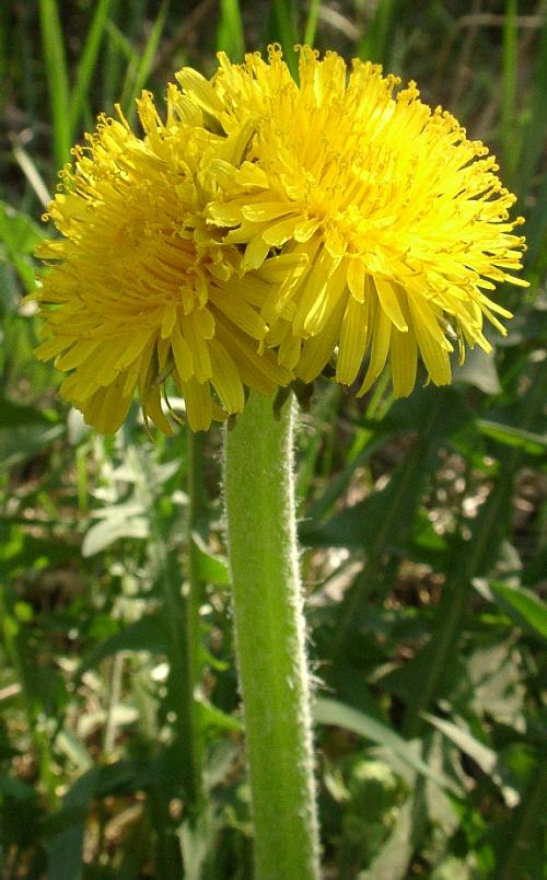 Taraxacum officinale