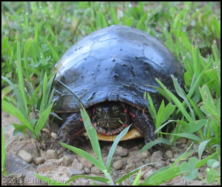 Momma Painted Turtle not happy with my appearance