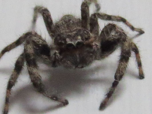 jumping spider