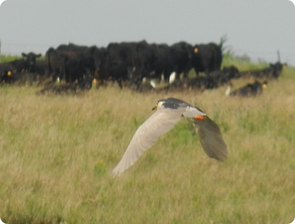 DSCN2727 Black Crowned Night Heron Bird