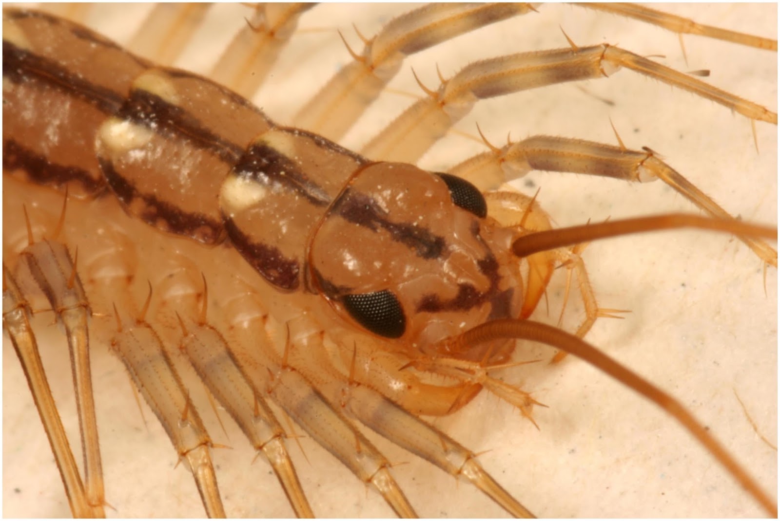 17 Small Crawling Bugs In Kitchen HOUSE CENTIPEDES ON THE MOVE What's Bugging You? Small,Crawling,Bugs,In,Kitchen
