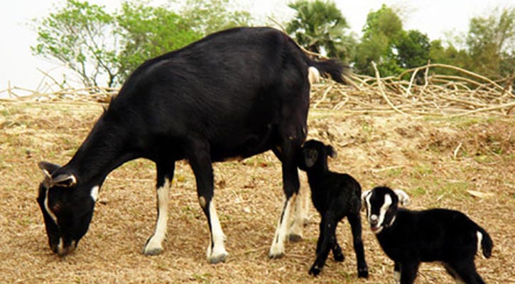 ছাগলের ছবি। ছাগলের পিক। ছাগলের পিকচার