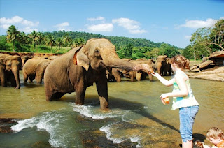 Elephant orphanage at Pinnawela