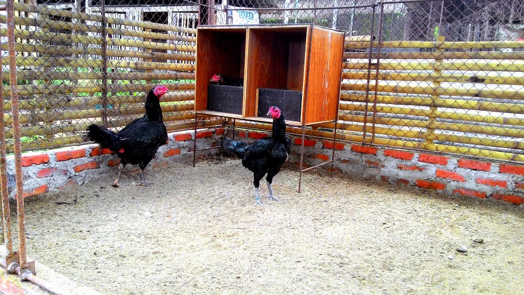 Kandang Ayam  Bangkok yang Sehat Ayam  Bangkok Asli 