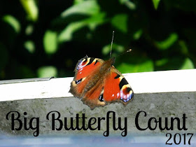 Big Butterfly Watch 