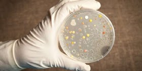 Bakteri Mematikan yang Sebabkan Melioidosis Ditemukan di Air dan Tanah Mississippi AS