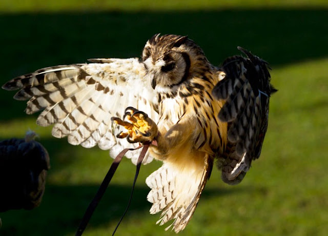 striped owl