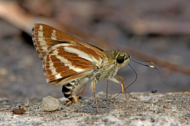 Sebastonyma suthepiana the Doi Suthep's Ace butterfly