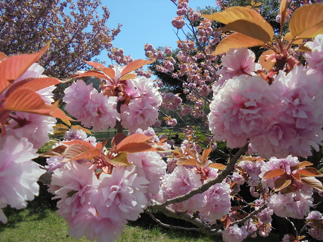 大成池の牡丹桜が美しい