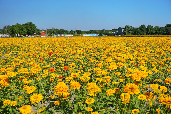 2023嘉義花海生活節20公頃波斯菊百日草花海，輕鬆拍美照