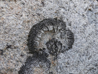 Lichen qui dessine des arabesques sur les rochers - Montanelia sp.