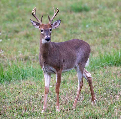 buck velvet gone albino whitetail deer