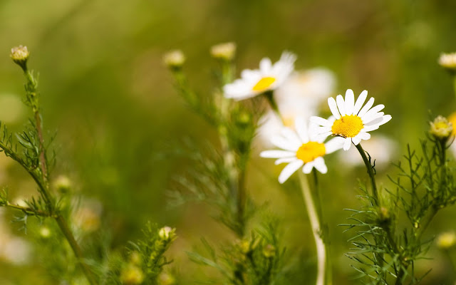 Chamomile Wallpapers