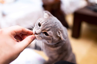 Nurture Your Cat to Like Wearing A Cat Harness