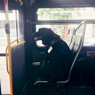 Todos los días, esta perra viaja sola en el autobús para ir al parque