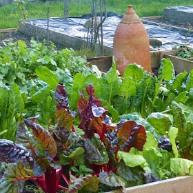 Chard, turnips etc - Grow Our Own