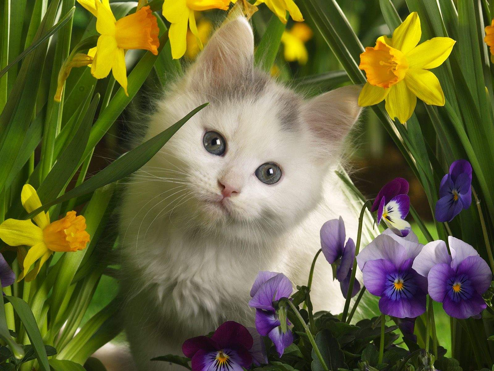 Beautiful Cats Hd Wallpaper