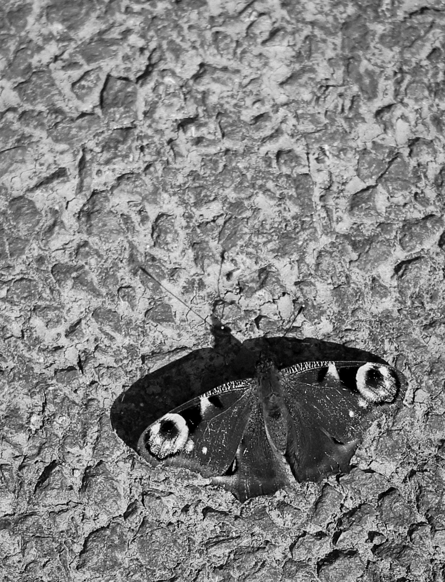 butterfly on concrete photograph