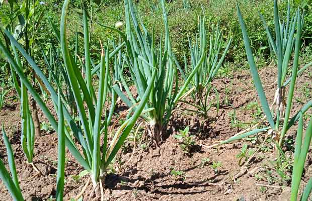 Cara Praktis Mudah Menanam Daun Bawang Prei