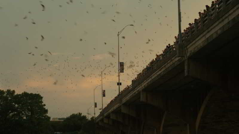 Bats Bridge Austin