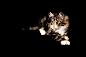 Calico Norwegian Forest Cat on black background