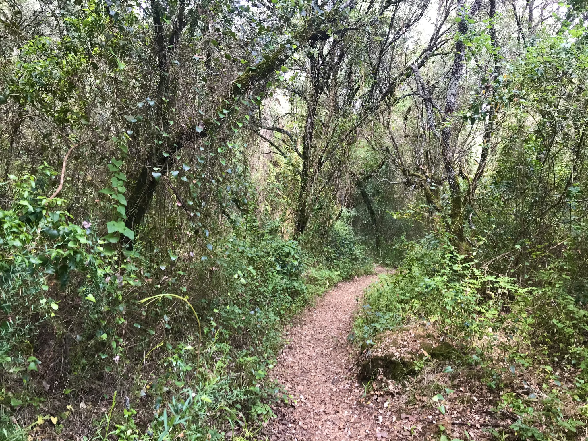 Ribeira de Beselga, Torres Novas, Tomar, Portugal, Trilho da Resistência, Trilho do Vale Santo, Trilho da Fórnea, Trilho Tranquilo, Trilho do SuperFresco, Baloiço do Talegre