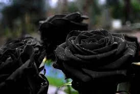 Pictures of black roses - Pictures of 20 colored roses - Pictures of 20 colored roses - NeotericIT.com