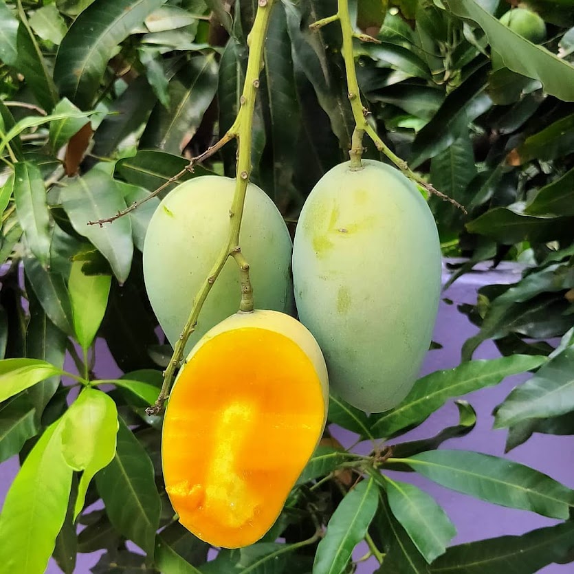 bibit mangga arum manis super terlaris Jawa Timur