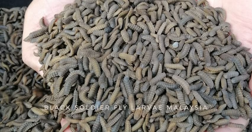 BLACK SOLDIER FLY PREPUPAE | EKO FARM Malaysia