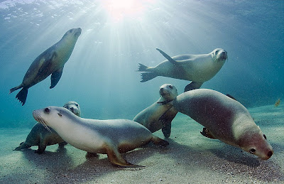 Focas marinas - seals - Animales acuáticos