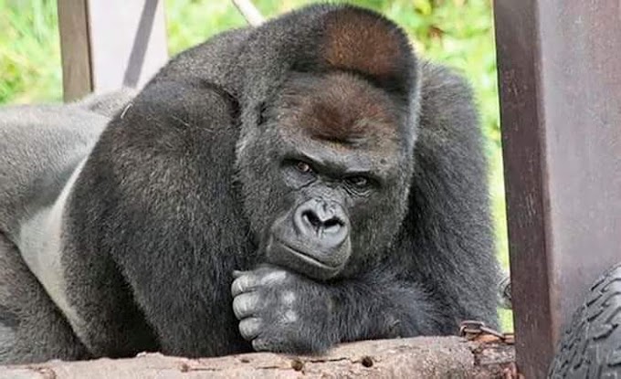 Shabani pernah dinobat gorila paling kacak