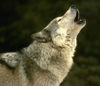 howl wolf wolve loup lup lobo varg byk vlk mbwa mwitu kurt hunt ulv vuk ujk wild huisdieren Haustiere husdjur animales domesticos wallpaper dog breeds wolfdog pets  