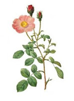 Moss Rose